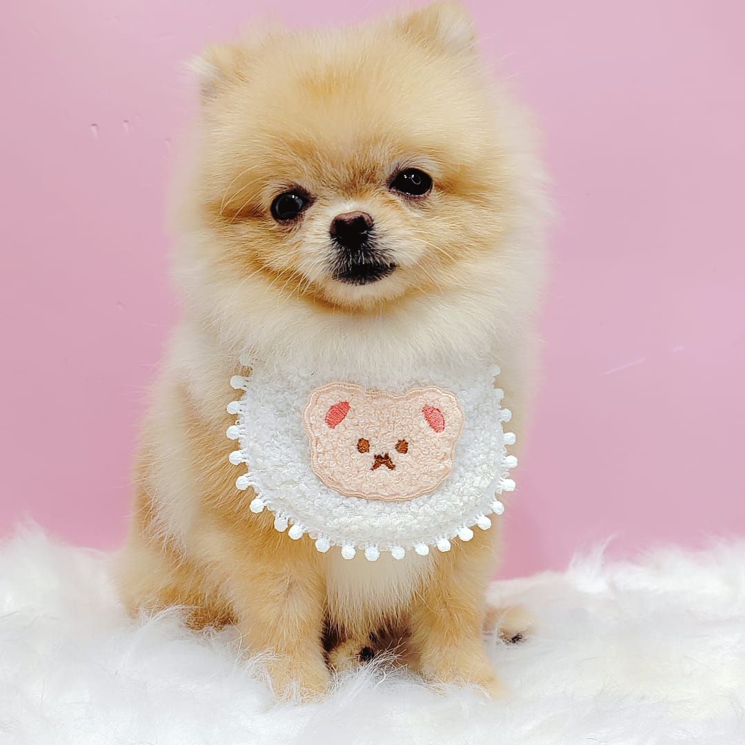 Pomeranian 博美
