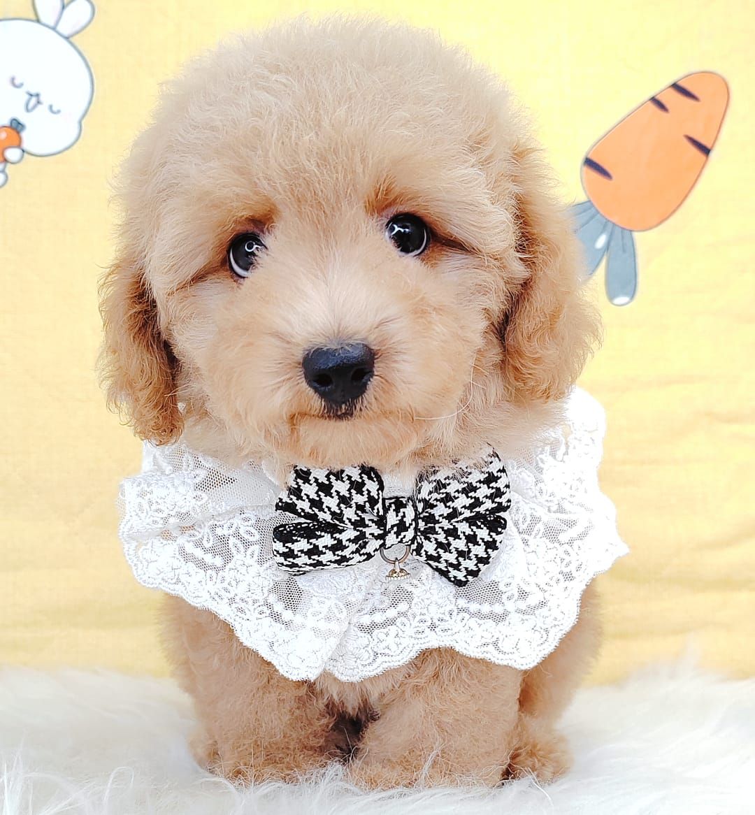 Poodle 娉拌开璐靛
