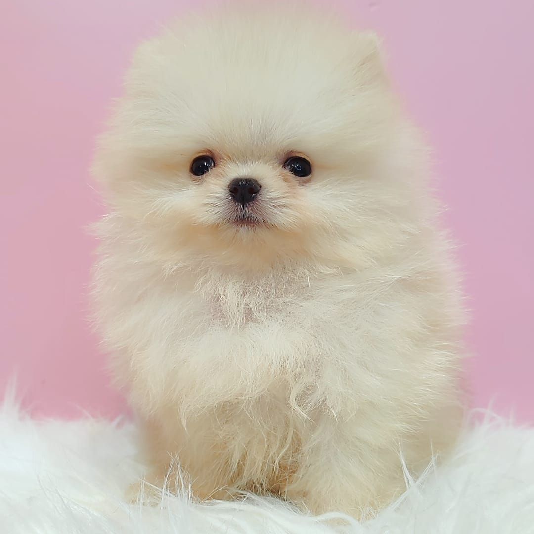 Pomeranian 博美