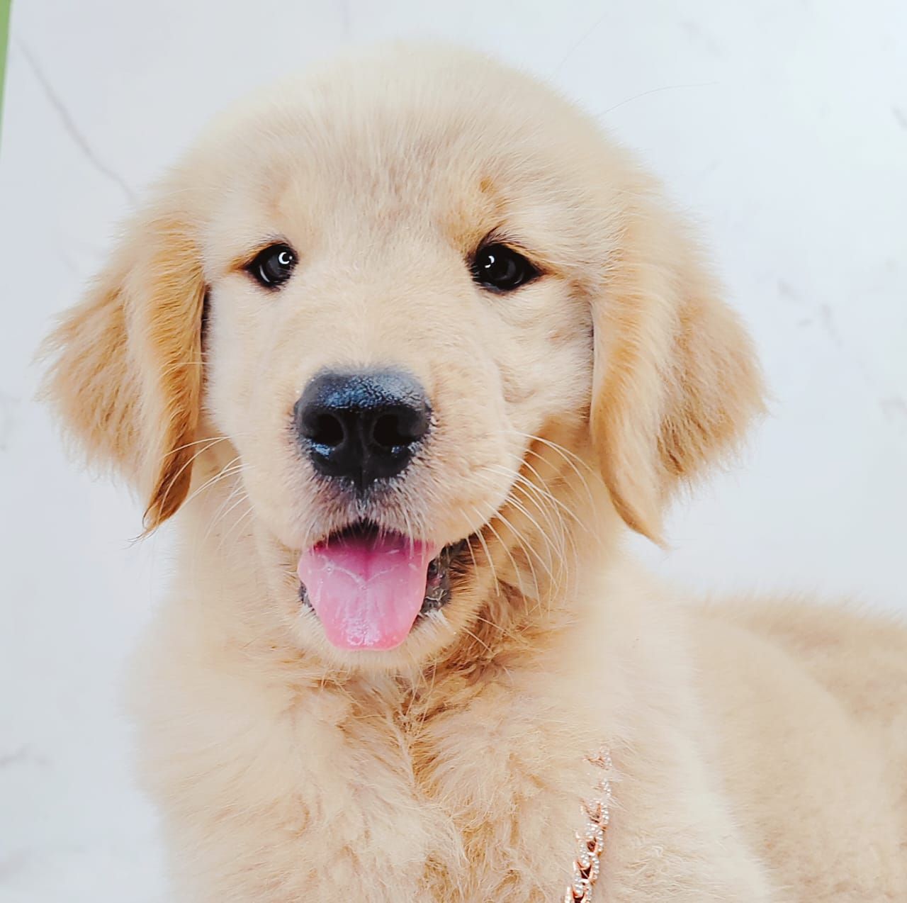 Golden Retriever 黄金猎犬