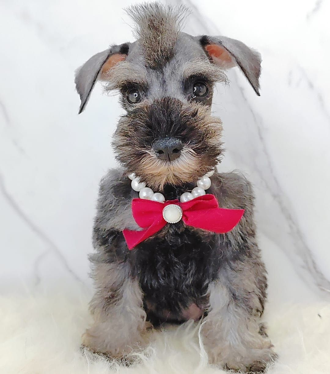 Schnauzer 雪纳瑞
