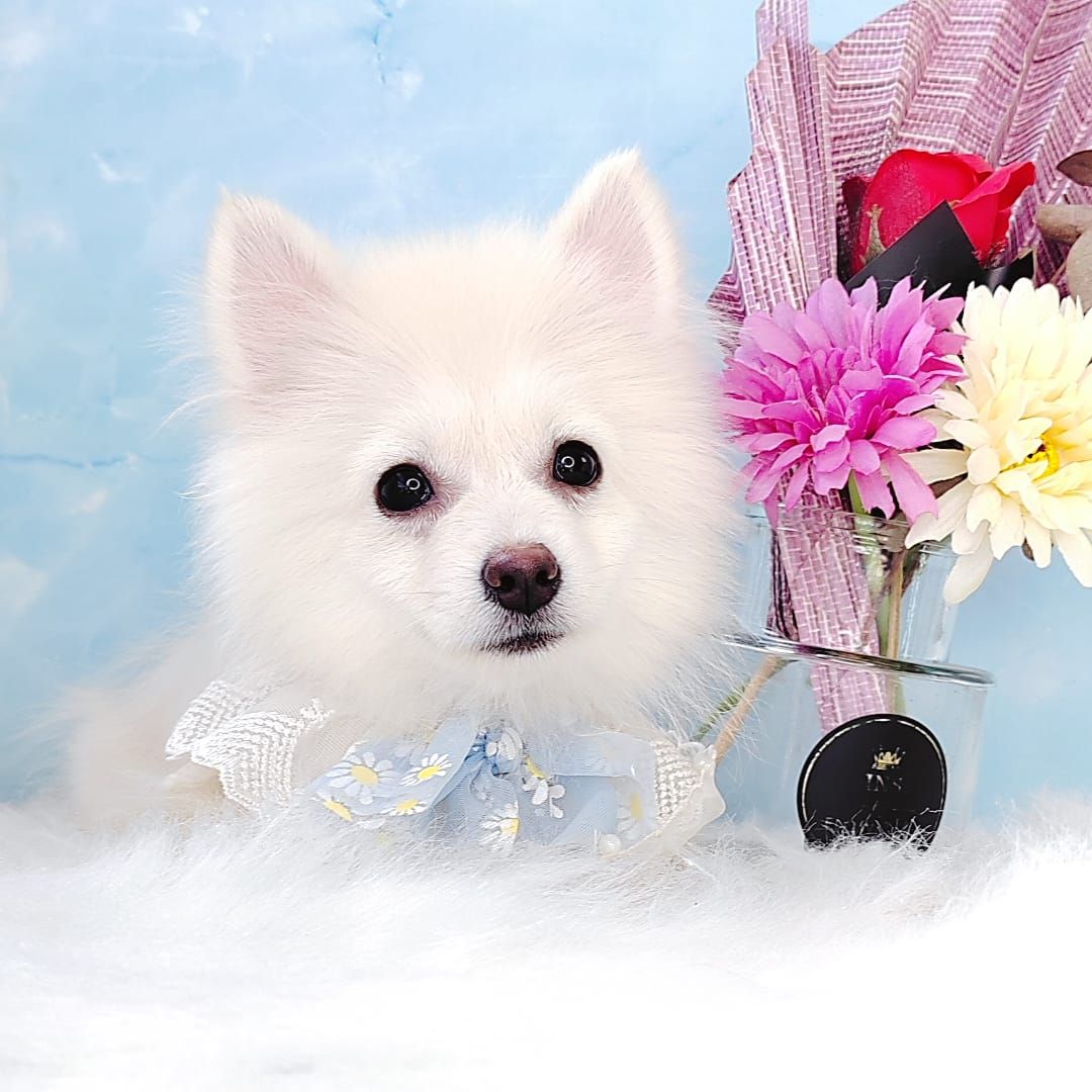 Pomsky 博士奇