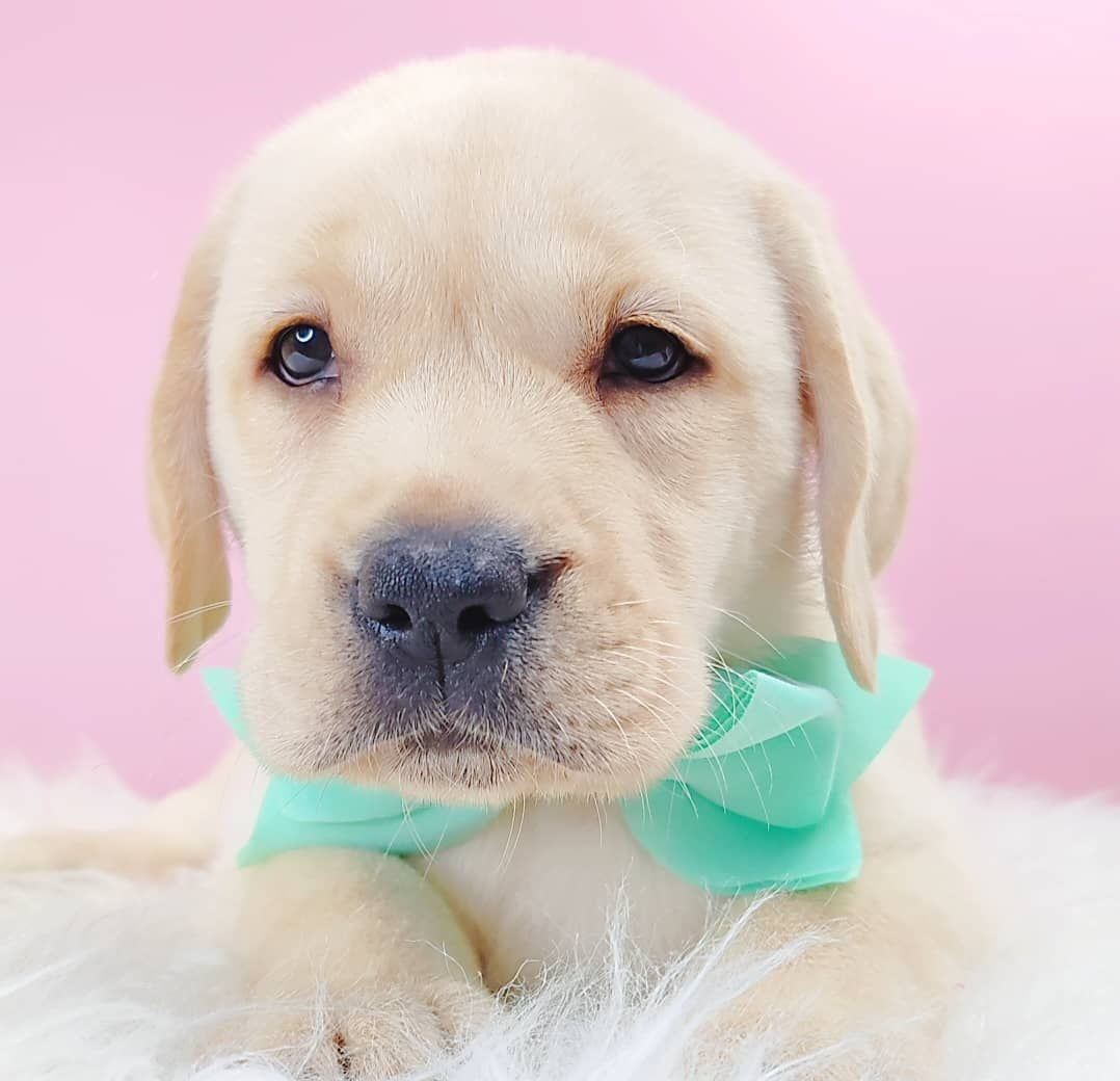 Labrador Retriever 拉布拉多