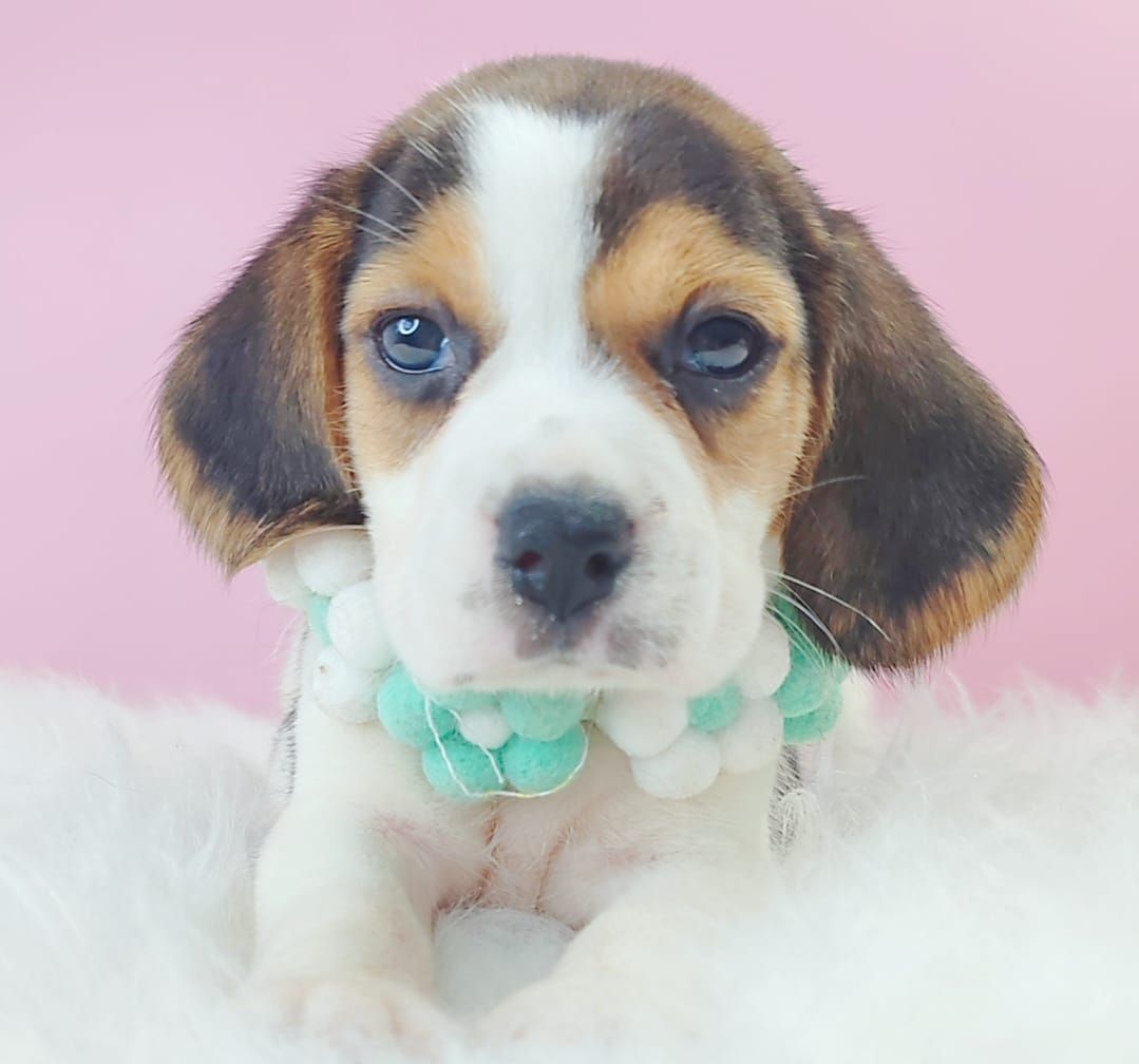 Beagle 米格鲁