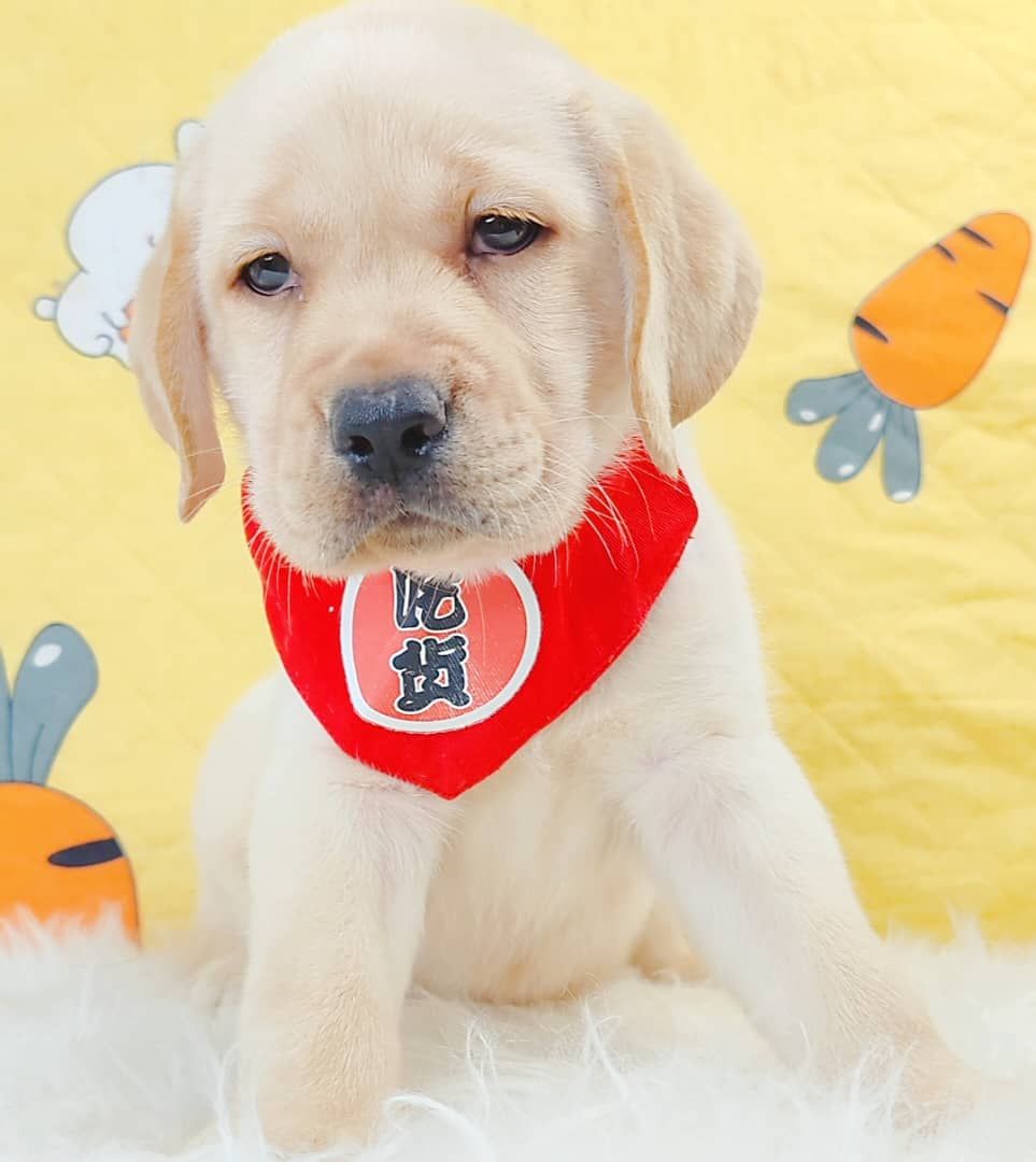Labrador Retriever 拉布拉多