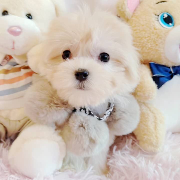 Maltese 马尔济斯