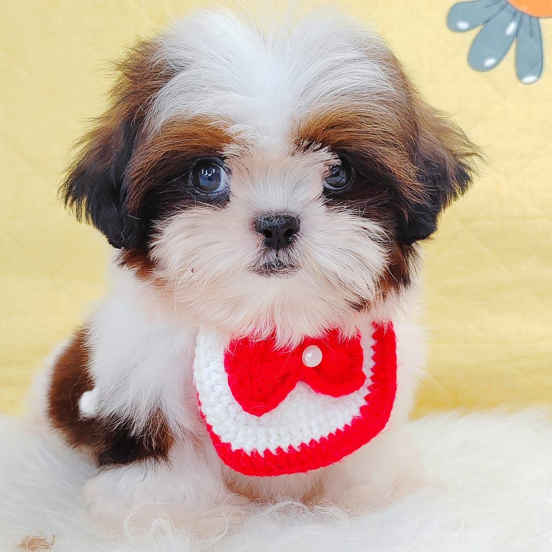 Shih Tzu 西施