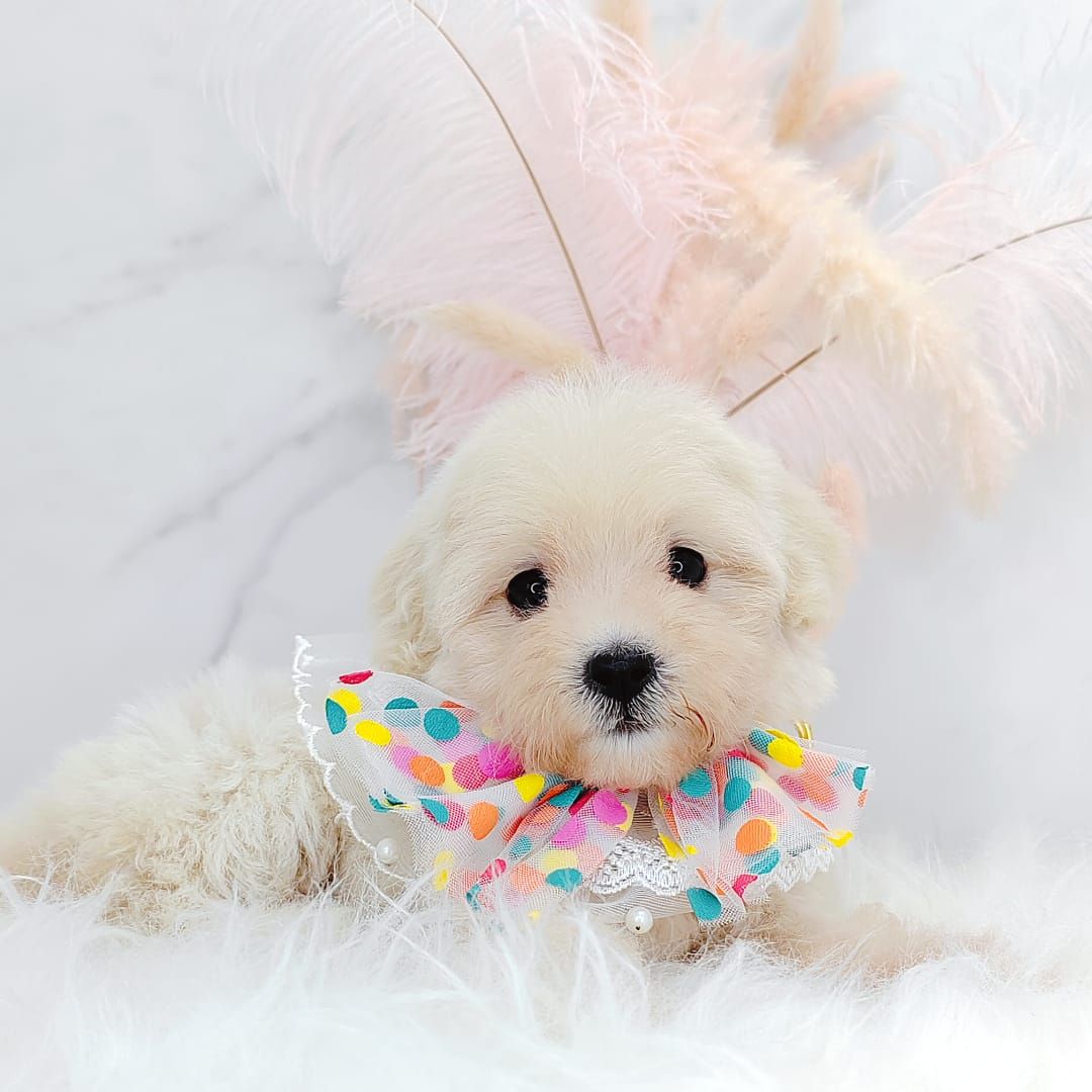 Poodle 娉拌开璐靛