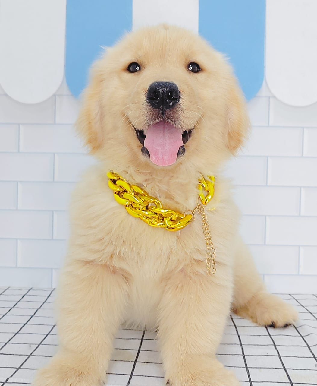 Golden Retriever 黄金猎犬