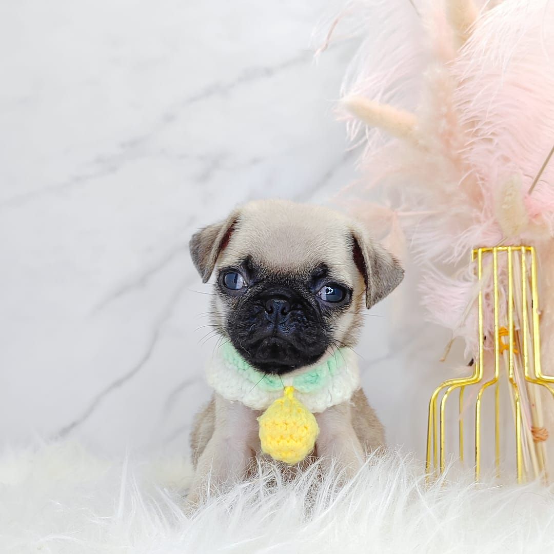 Pug 巴哥