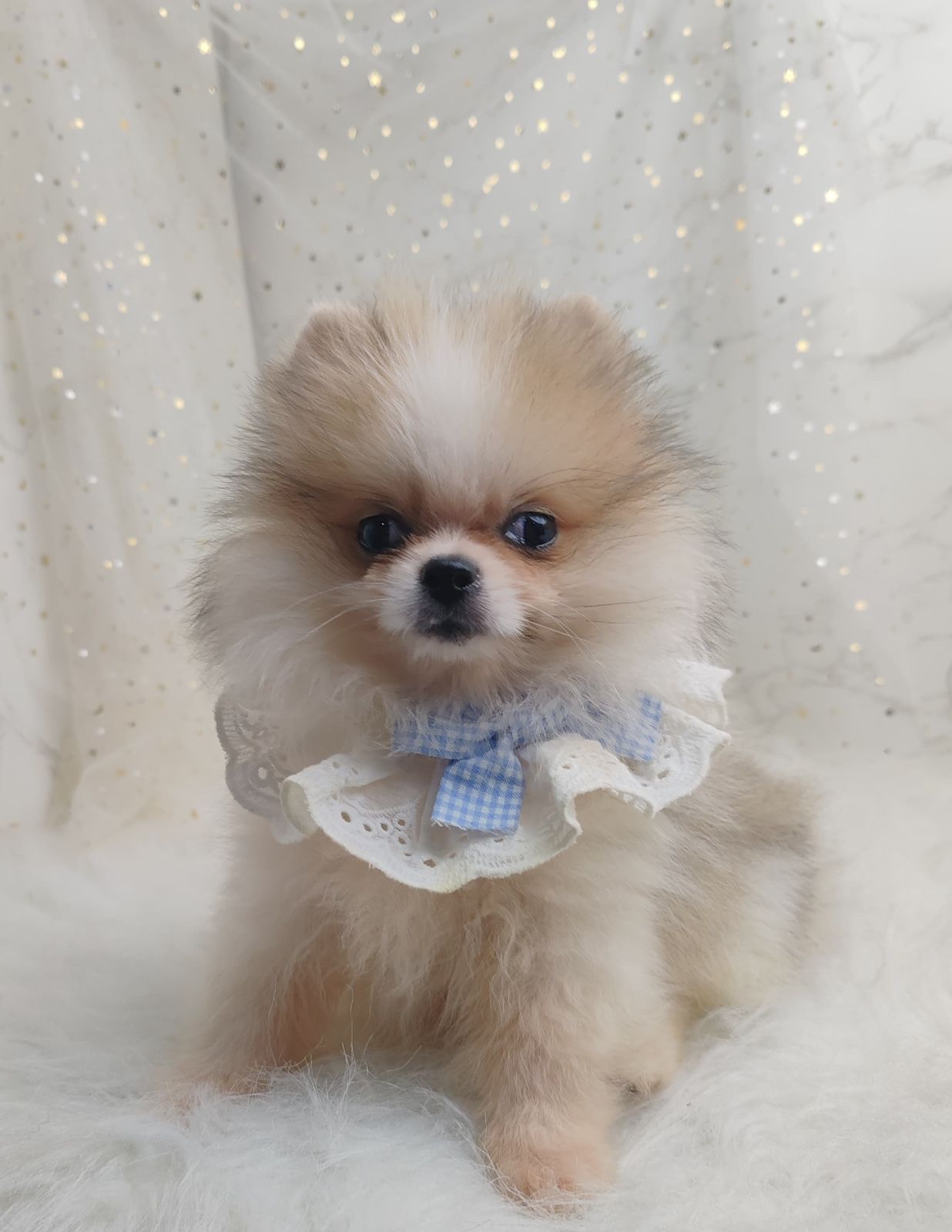 Pomeranian 博美