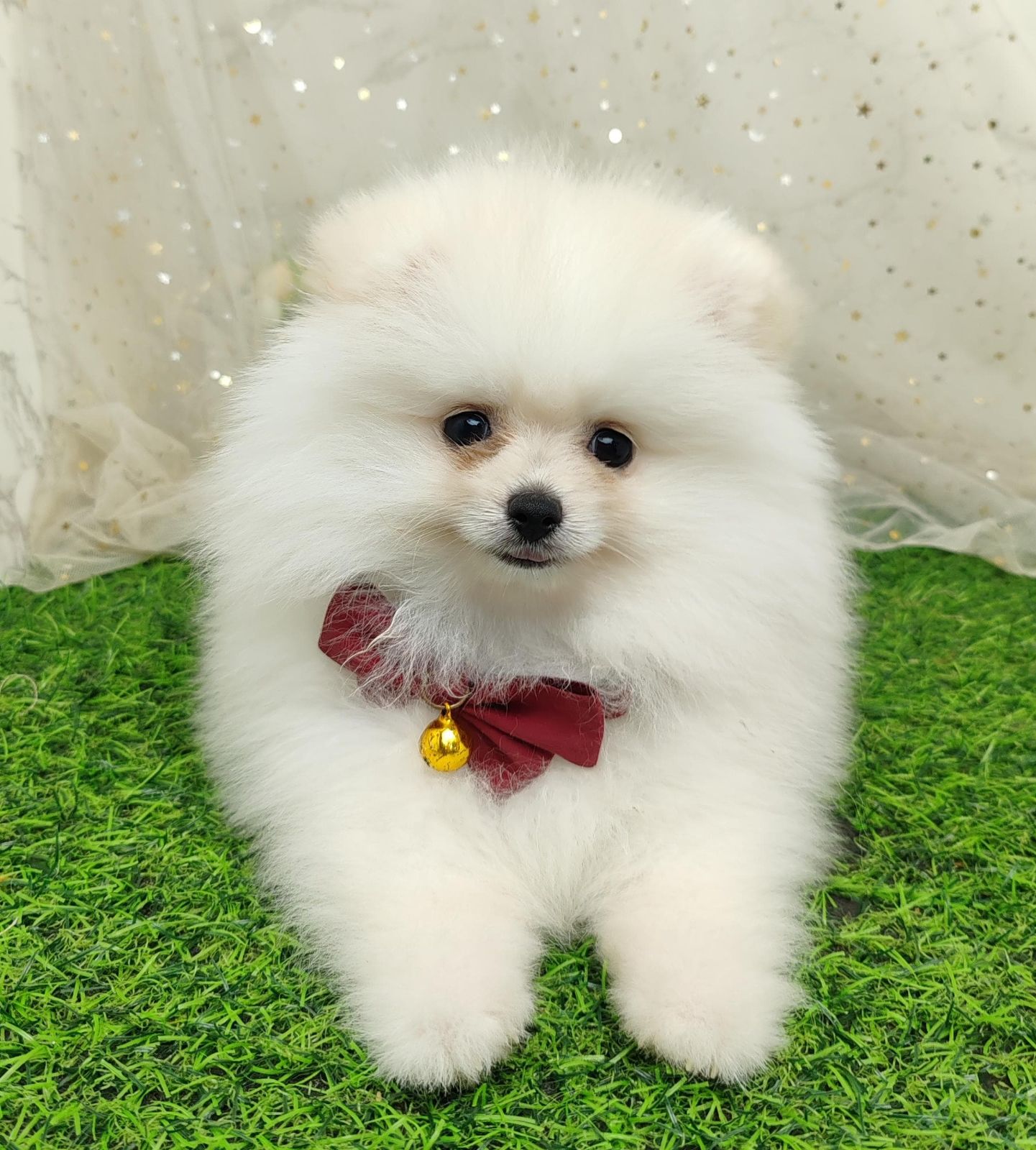 Pomeranian 博美