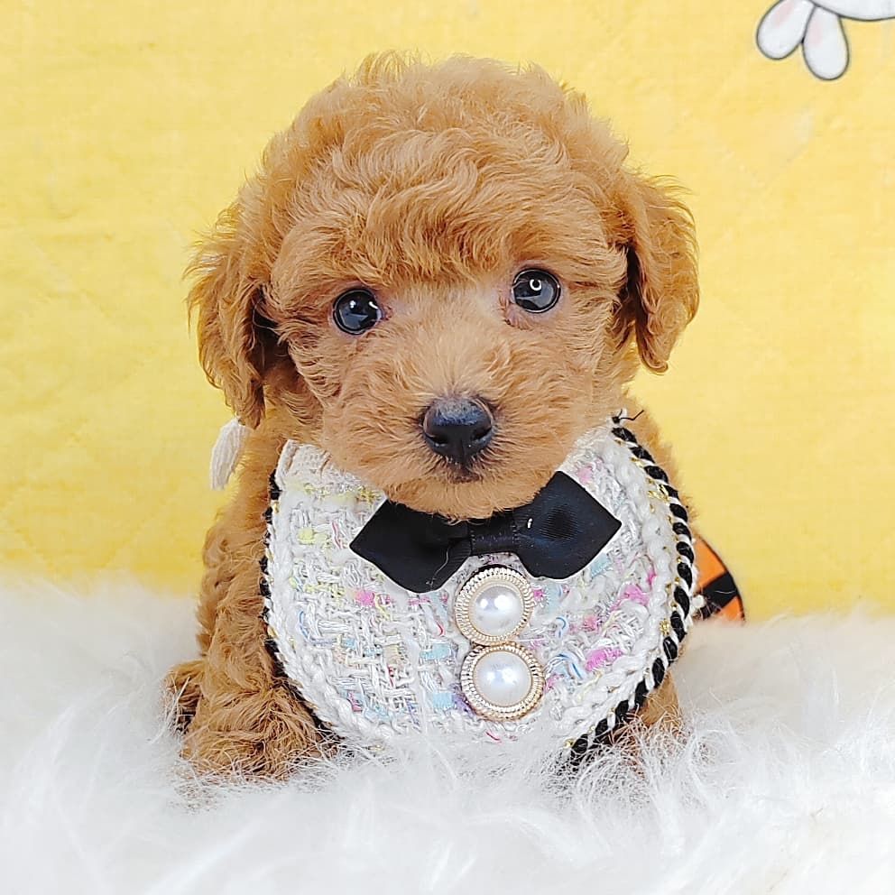 Poodle 娉拌开璐靛