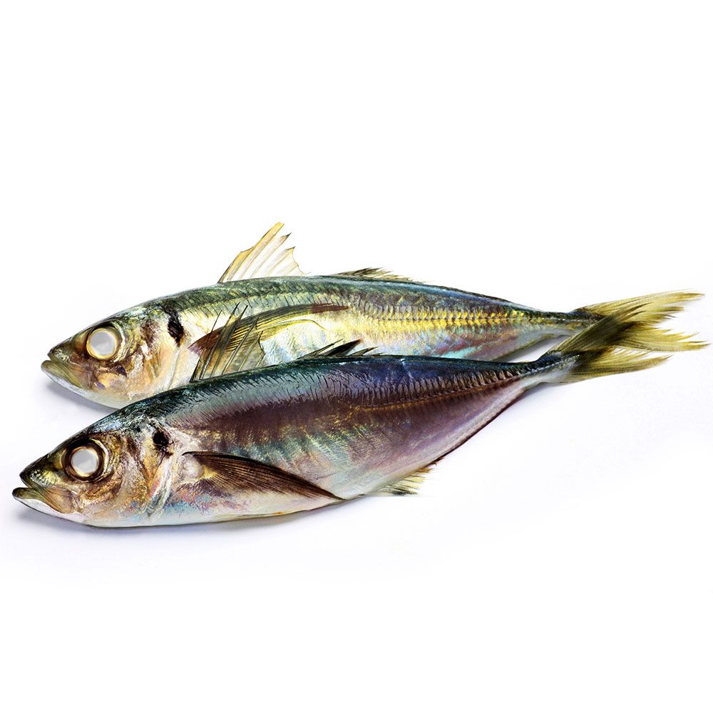 Frozen Boiled Indian Mackerel (Ikan Kembong Rebus) Supplier Malaysia | Cheong Vege