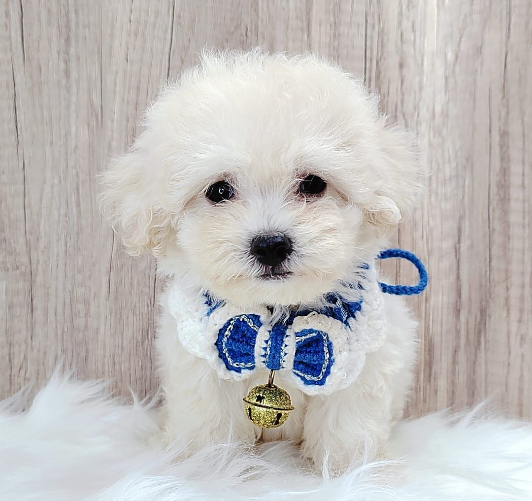 Poodle 娉拌开璐靛