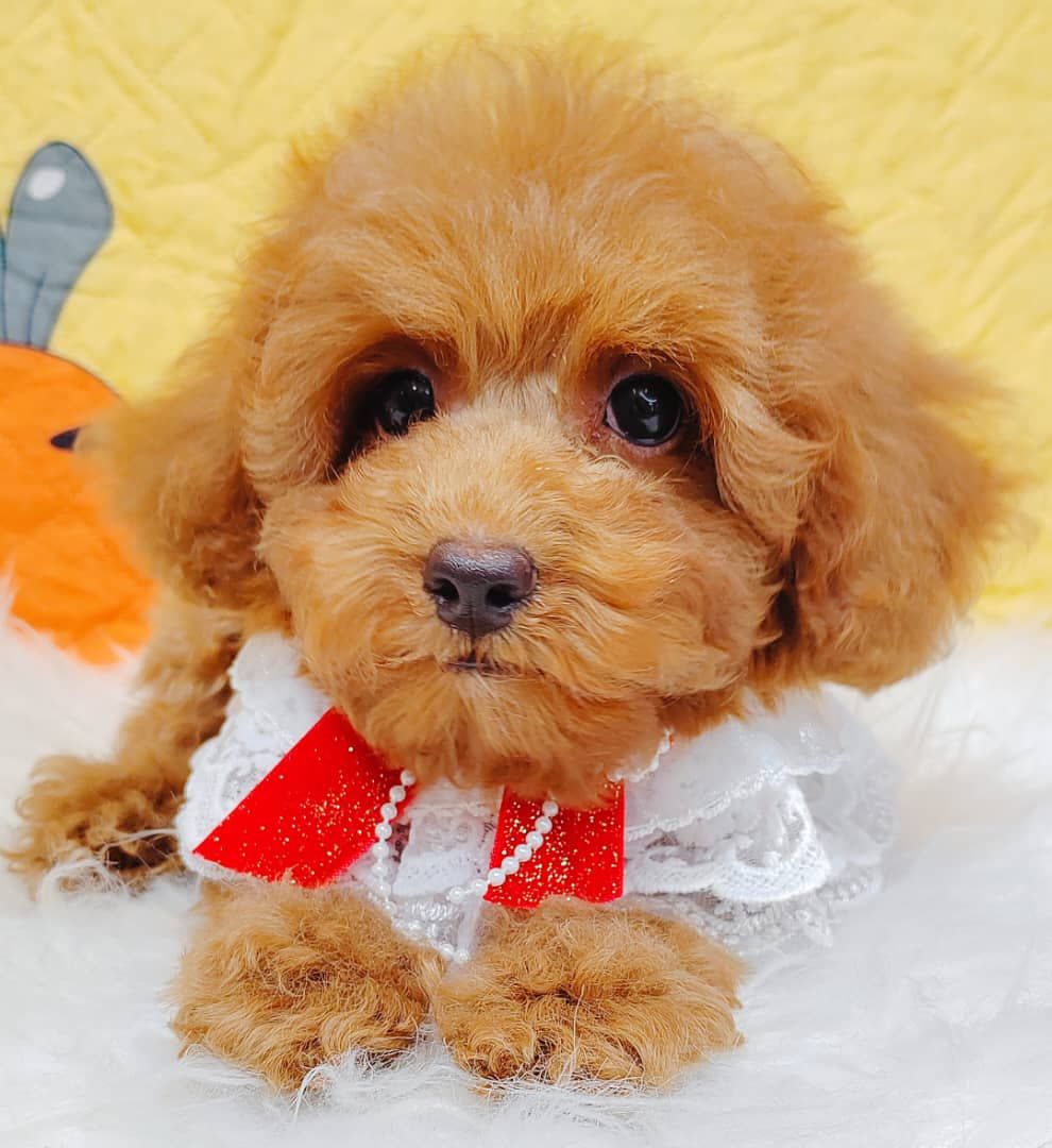 Poodle 娉拌开璐靛