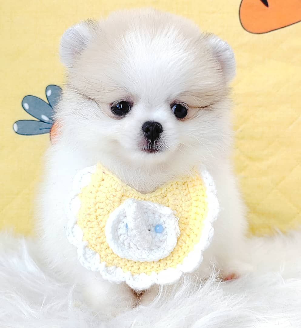 Pomeranian 博美