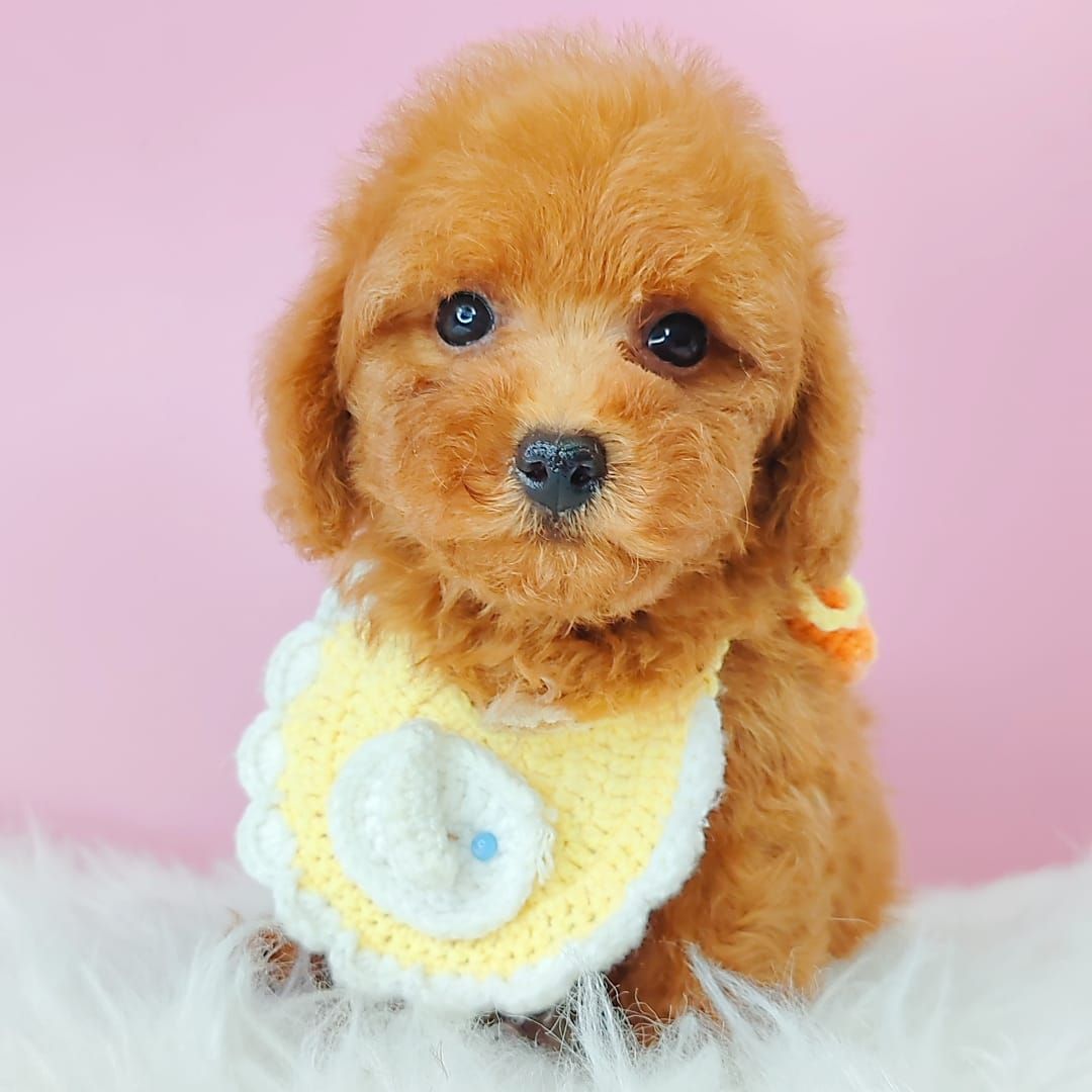 Poodle 娉拌开璐靛