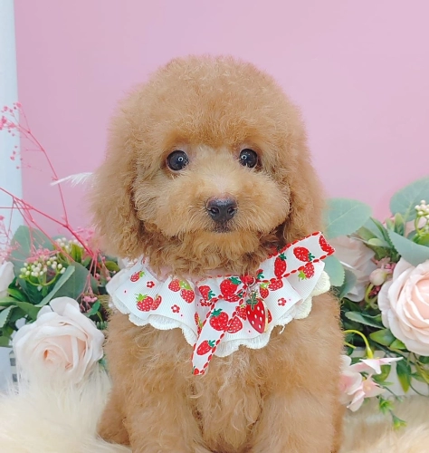 Maltipoo 马尔泰迪