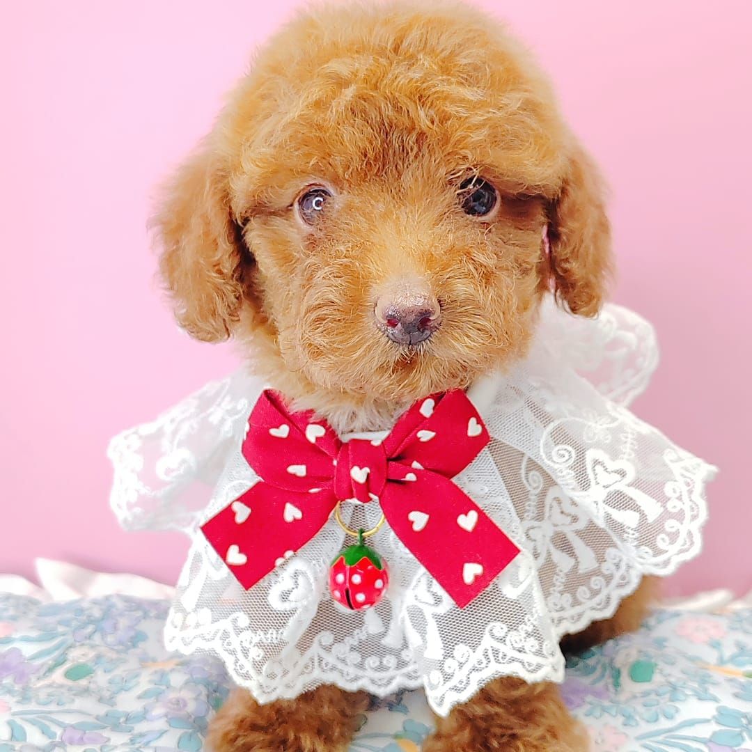 Poodle 娉拌开璐靛