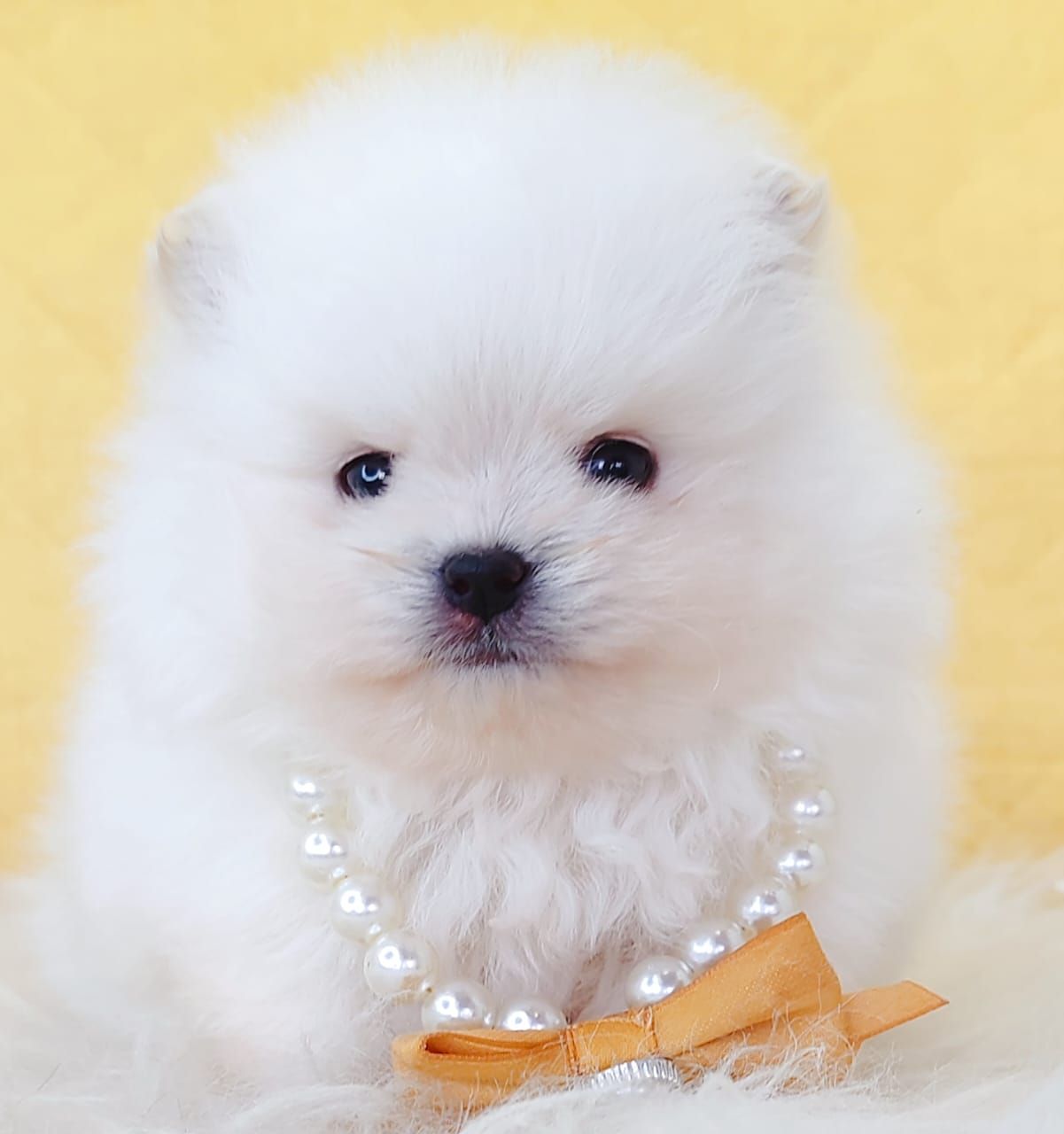 Pomeranian 博美