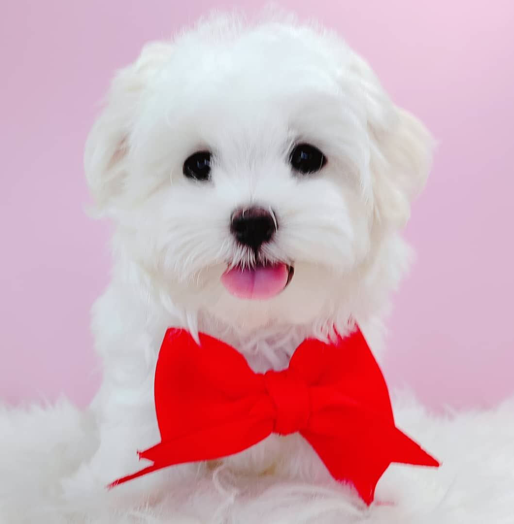 Maltese 马尔济斯