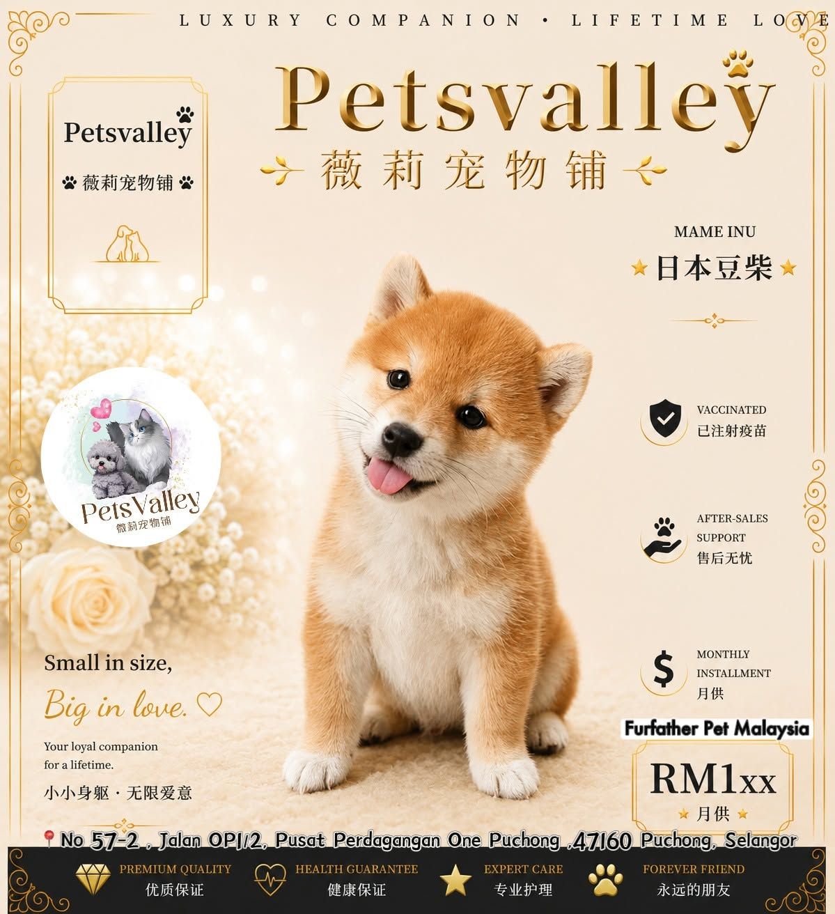 Mame Inu 豆柴