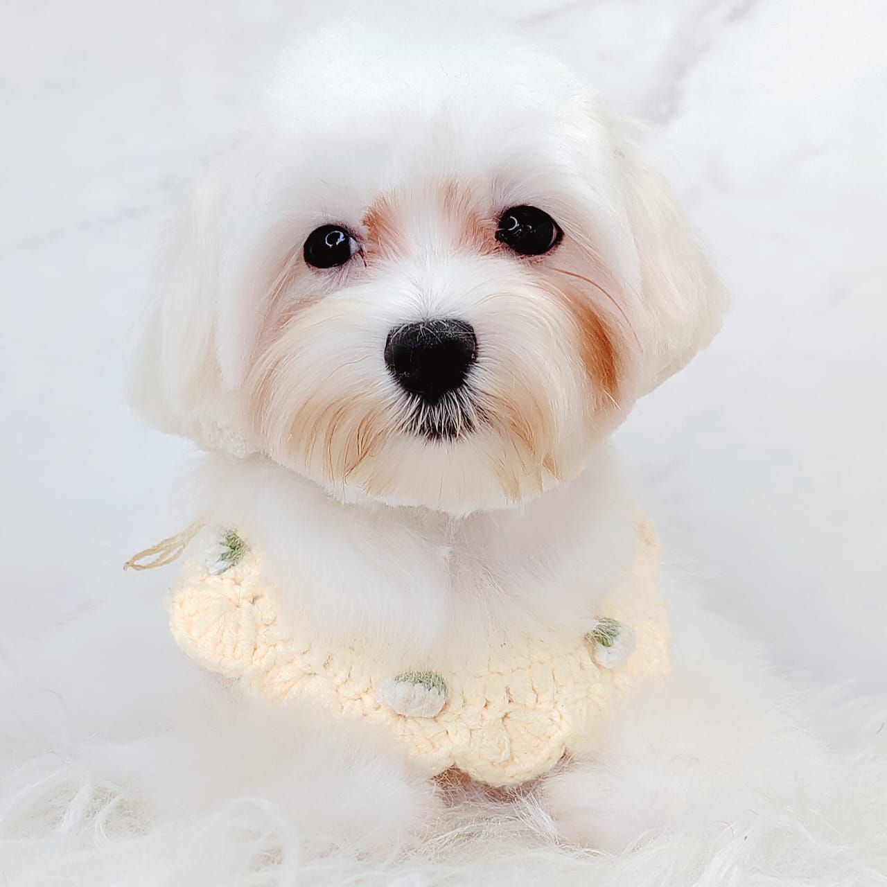 Maltese 马尔济斯