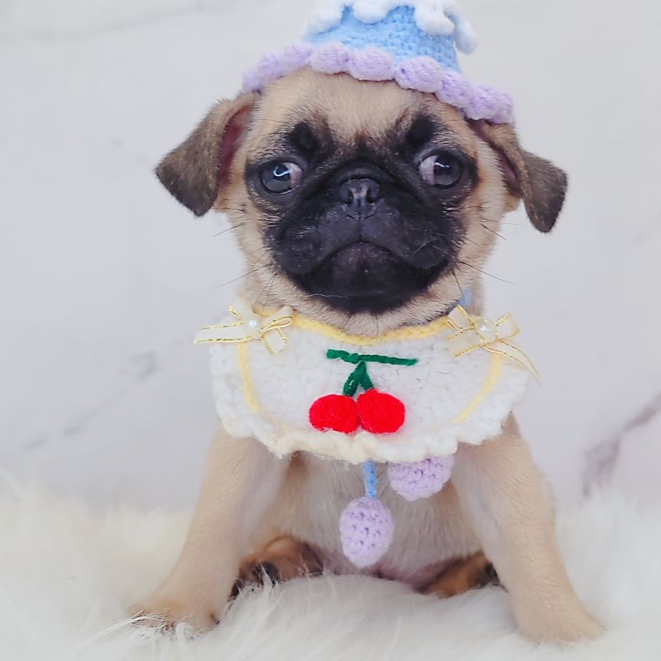 Pug 巴哥