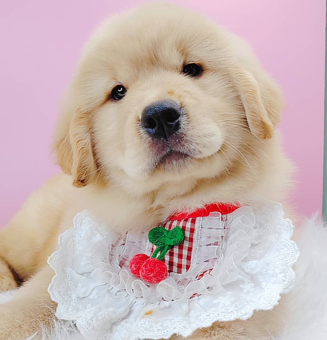 Golden Retriever 黄金猎犬
