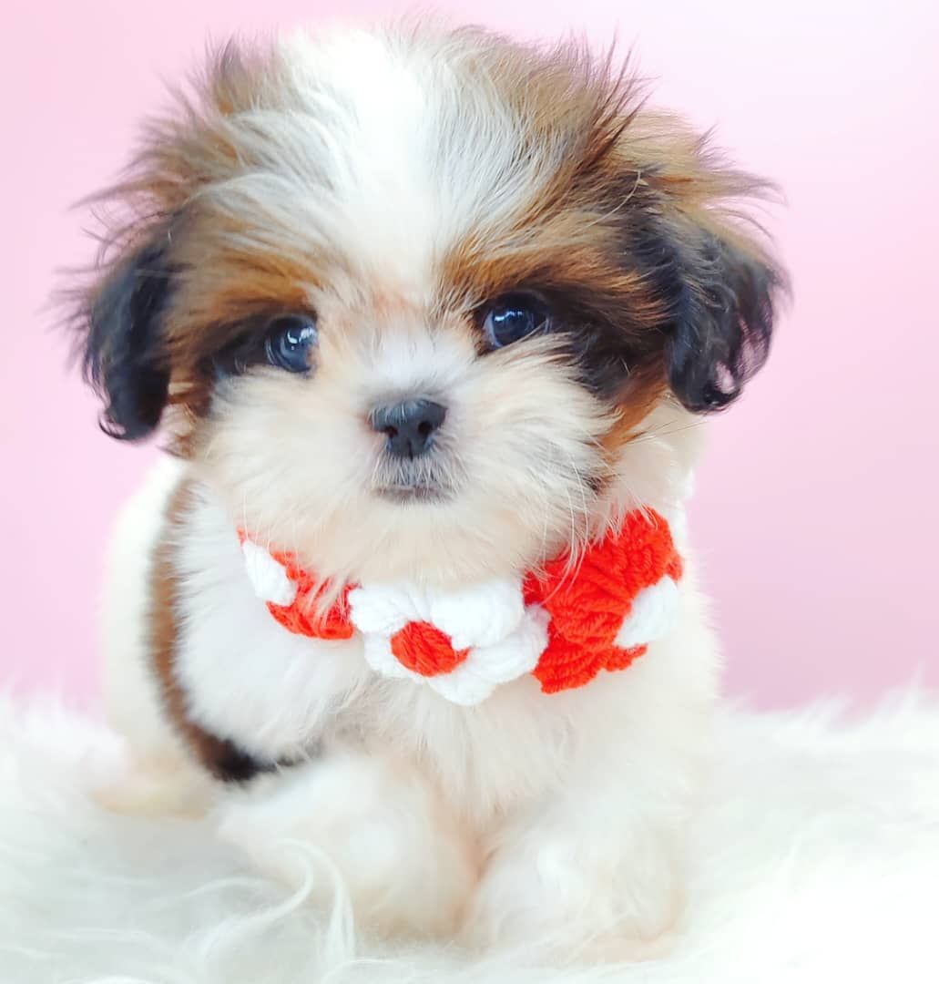 Shih Tzu 西施