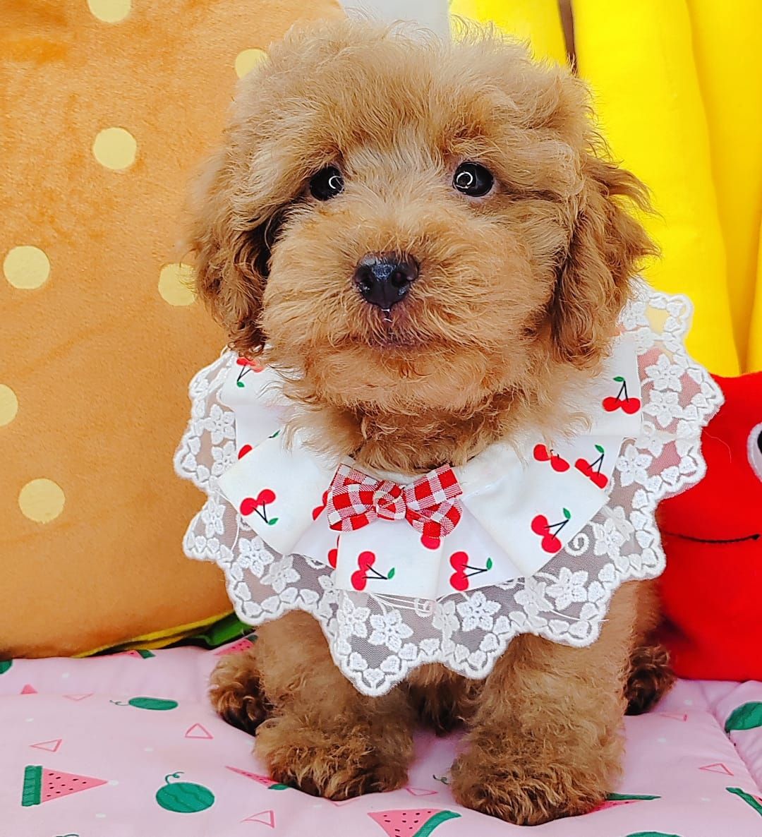 Poodle 娉拌开璐靛