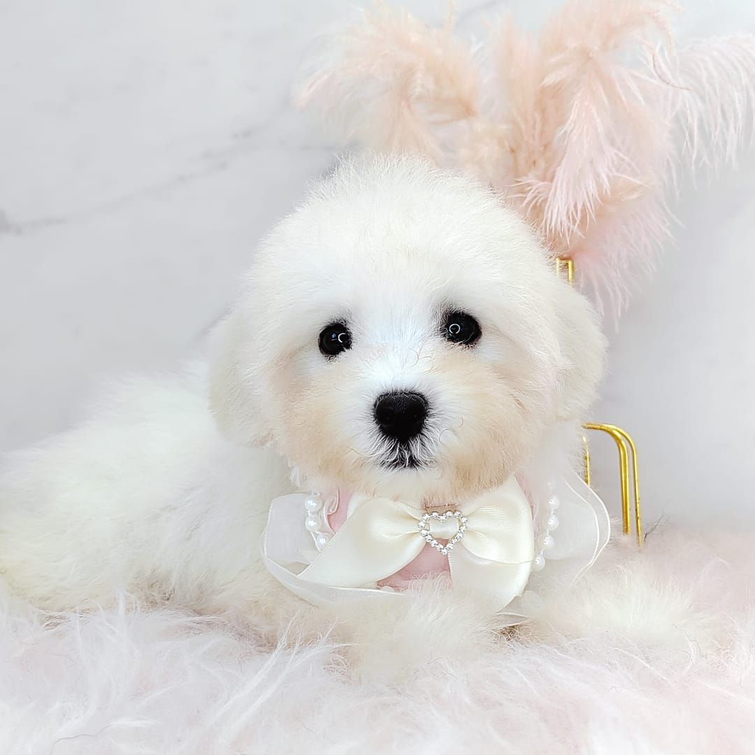 Maltipoo 马尔泰迪