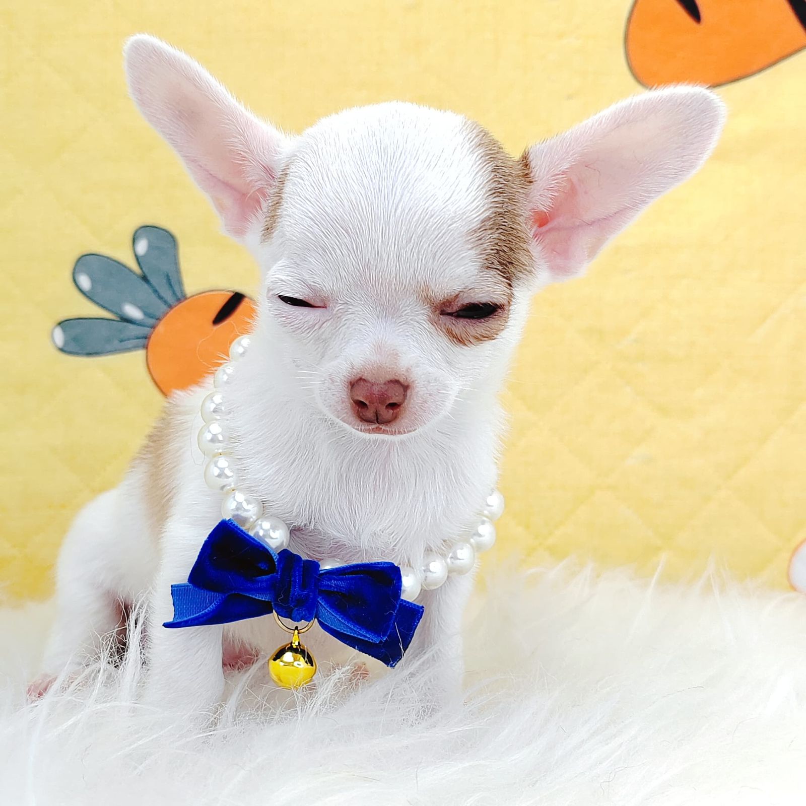 Chihuahua 吉娃娃
