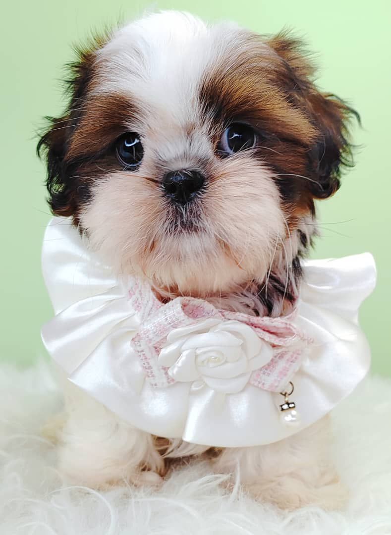 Shih Tzu 西施