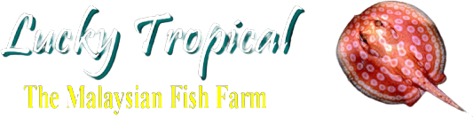 LUCKY TROPICAL FISH FARM