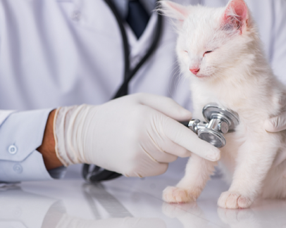 Veterinary Clinic Selangor, Pet Surgery Kuala Lumpur (KL), Pet