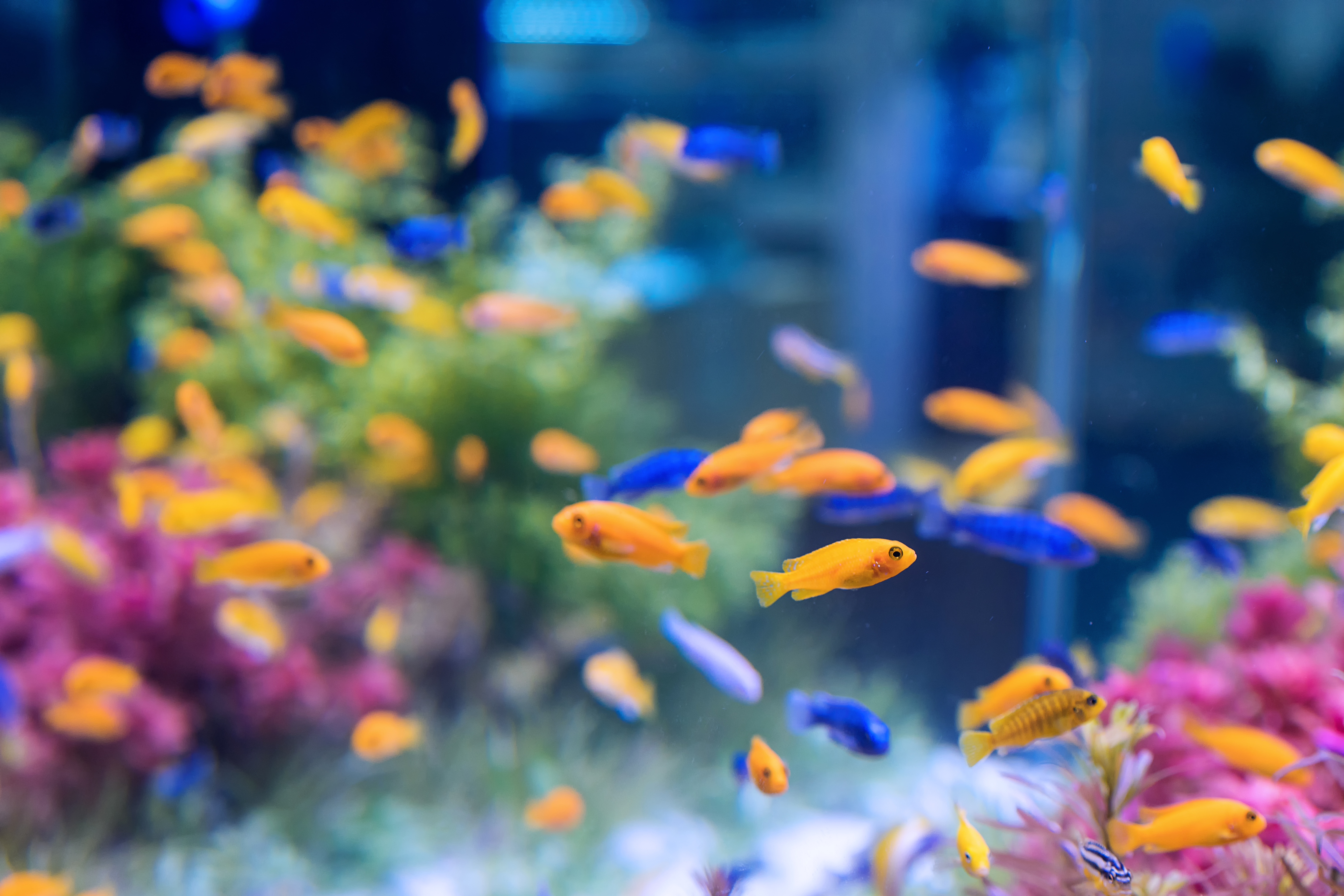 aquarium