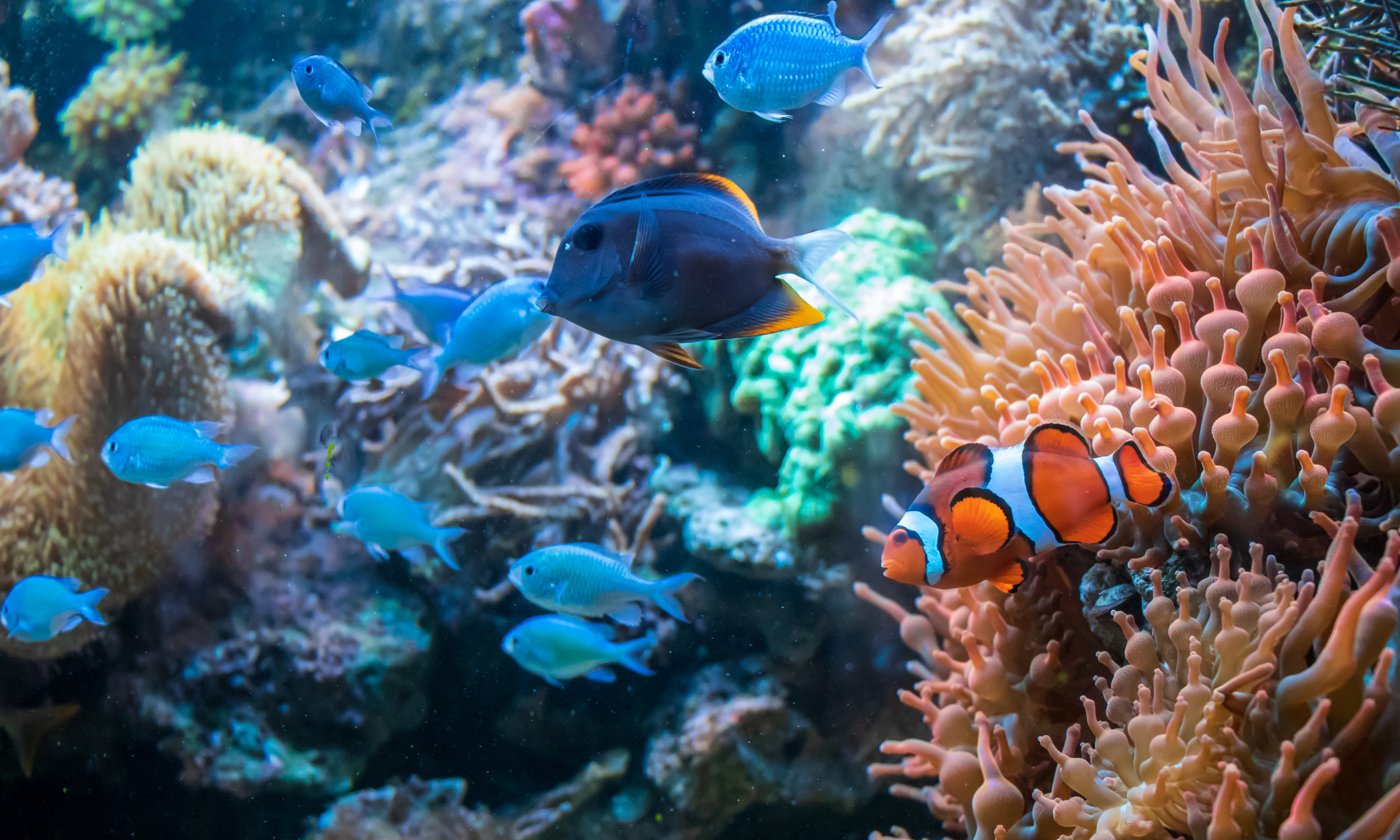 aquarium