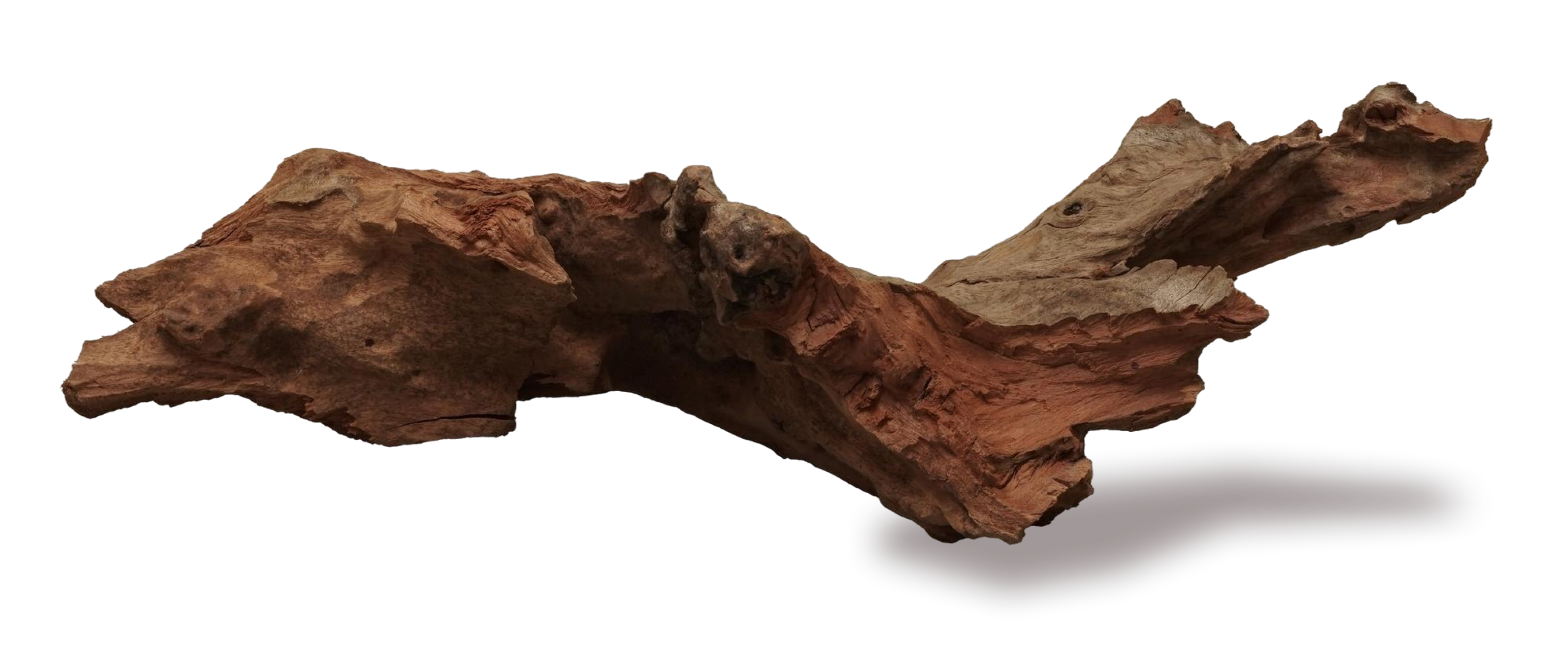 Agarwood