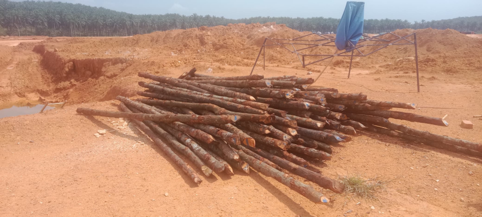 Kayu bakau JB 