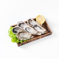 Frozen Half Shell Oyster 8cm-9cm XL