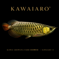 High Back Golden Arowana