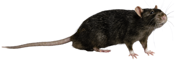 Norway Rat